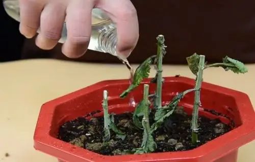 菊花扦插容易成活吗这样繁殖生根快成活率高