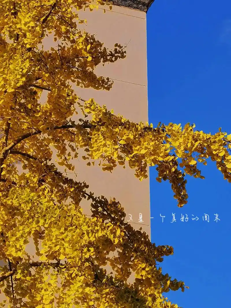 美好的周末从晒太阳开始#手机摄影#记得开心 #生 - 抖音