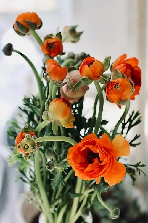 麦粒发芽了从78-78转采于2020-08-12 12:28:04洋牡丹花麦粒发芽了