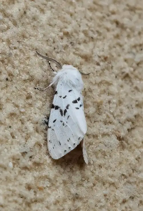 美国白蛾的形态特征与习性