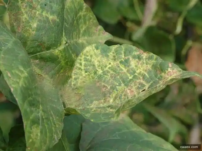 豇豆茎枯病词条图册_百度百科