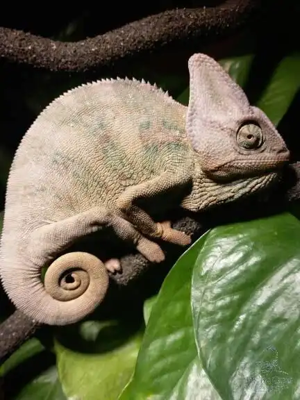 论坛 69 蜥蜴 69 守宫 69 昆明出个高冠或者交换