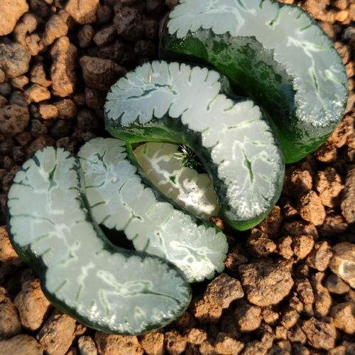 十二卷玉扇写乐8厘米,实物拍照,可带盆土发货包邮