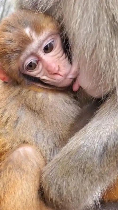 猴宝宝是这样吃奶的,这一幕看着,和人类的婴儿好像