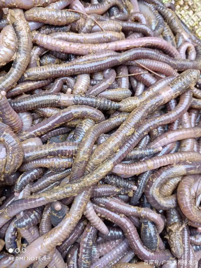 目前广地龙人工养殖前景如何呢?