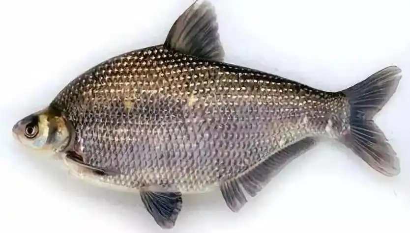 武昌鱼和鳊鱼的区别