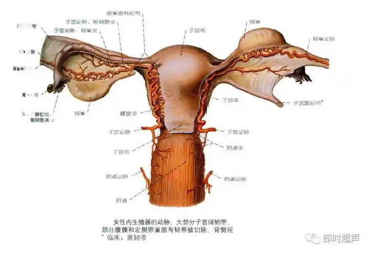 女性外生殖器即女阴是由阴阜,大阴唇,小阴唇,阴道前庭和阴蒂组成.