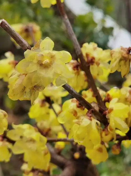 《记腊梅花中最名贵品种---素心梅》原创冬冬 撰文与摄影2022-02-10