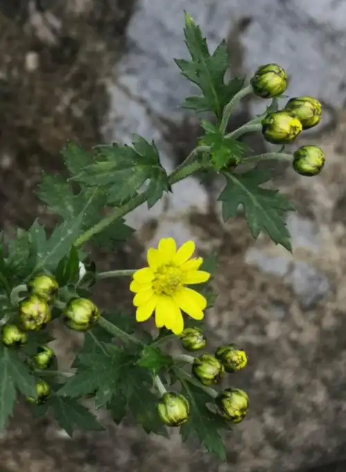 山脚下的野菊花