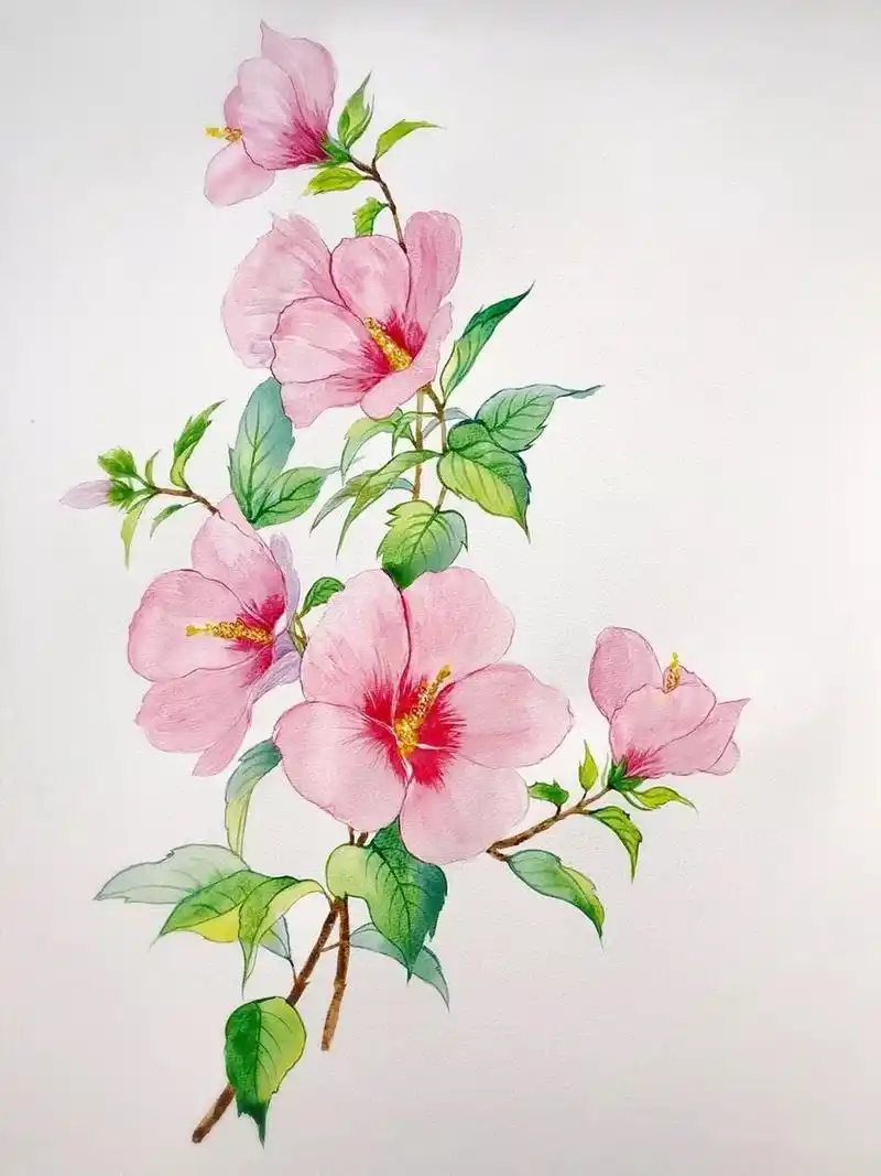 水彩画木槿花的步骤 木子小鱼手绘.木槿又名朝开暮落花.