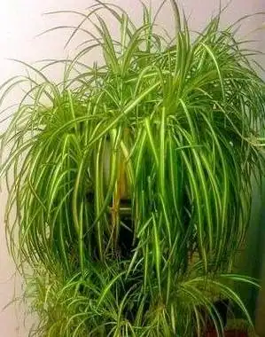 吊兰不长个,抽穗少,稀稀疏疏的,给它补一补,抽穗多到