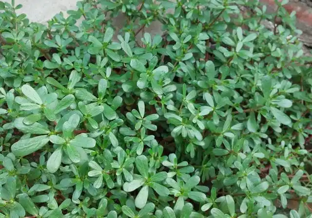 农村田间的"晒不死",味道有点酸,却是一种广受欢迎的野菜