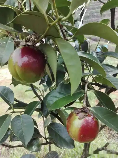 绿水青山缙云南江大果红花油茶花开红满坡