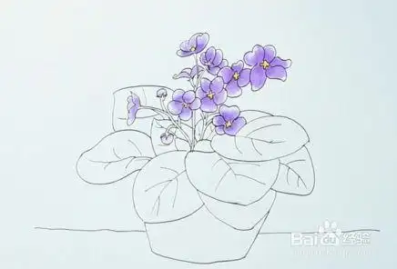 紫罗兰怎么画