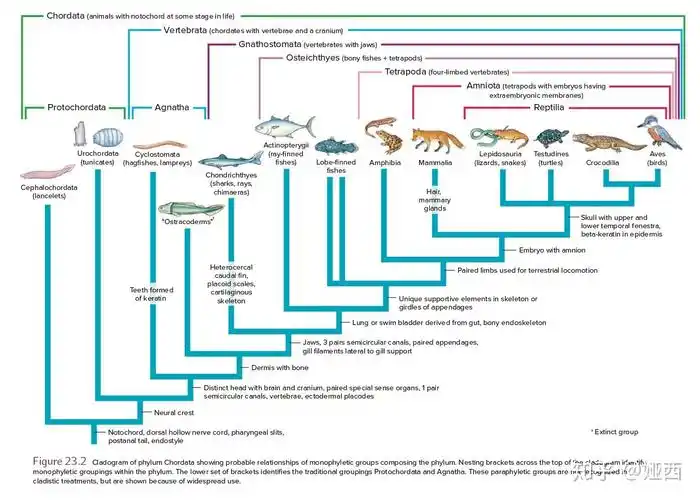 灵魂拷问十一脊索动物门