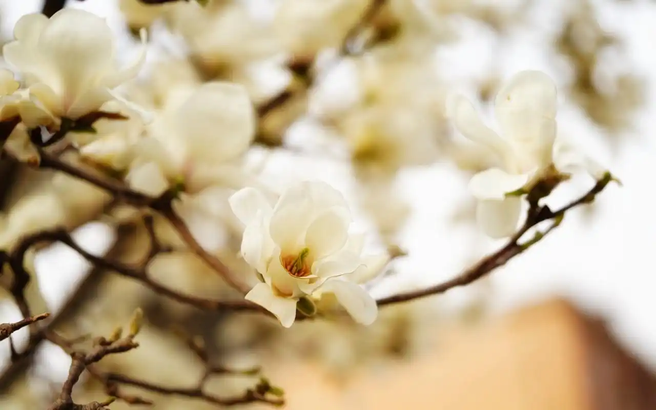 唯美白玉兰花高清桌面壁纸