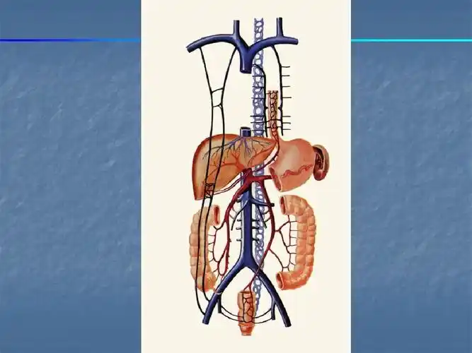 肝硬化食道胃底静脉曲张的内镜治疗ppt
