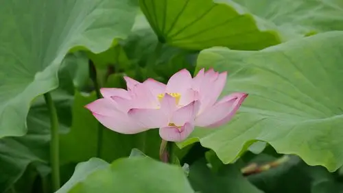 重庆北碚70余亩荷花竞相绽放荷香阵阵醉游人