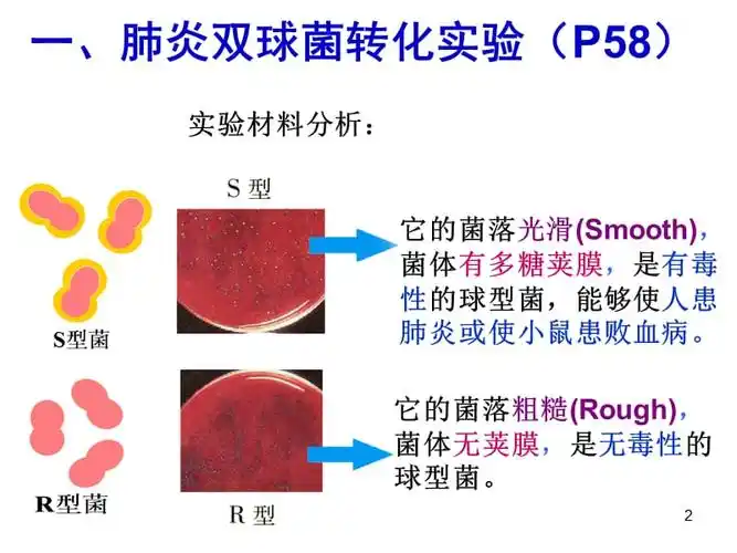参考课件肺炎双球菌转化实验ppt