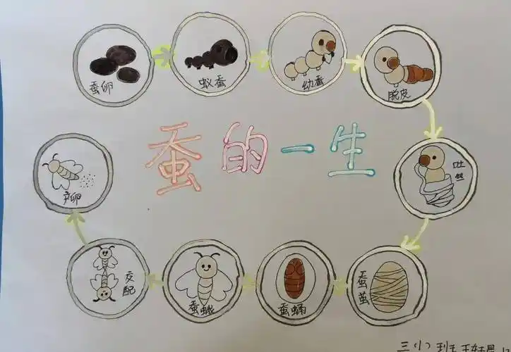 【乐学鸿业 学科活动】与蚕相遇 和爱成长——《蚕的一生》微项目学习