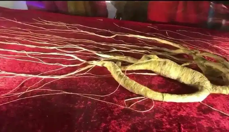 国宝级别的~~千年野山参,让人过目不忘