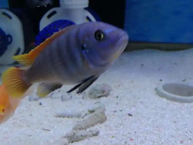 三湖鲷 - 三湖慈鲷玩家 - 龙巅三湖慈鲷