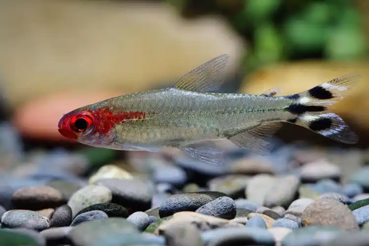 红鼻剪刀 - 小型鱼类 - cta南美水族