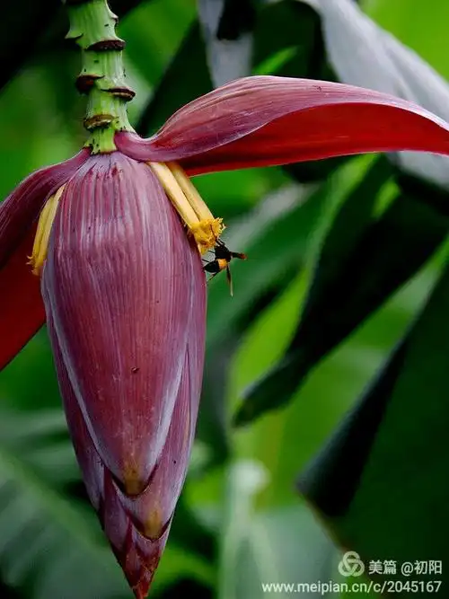 罕见的芭蕉花