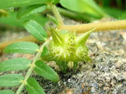 农村常见的野草浑身是刺,却是治头痛,祛瘢痕的良药,你一定见过