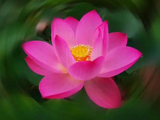 2020年荷花艺术摄影 朦胧技巧