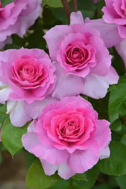 木村卓功杂交茶香月季:爱丽丝(elise)