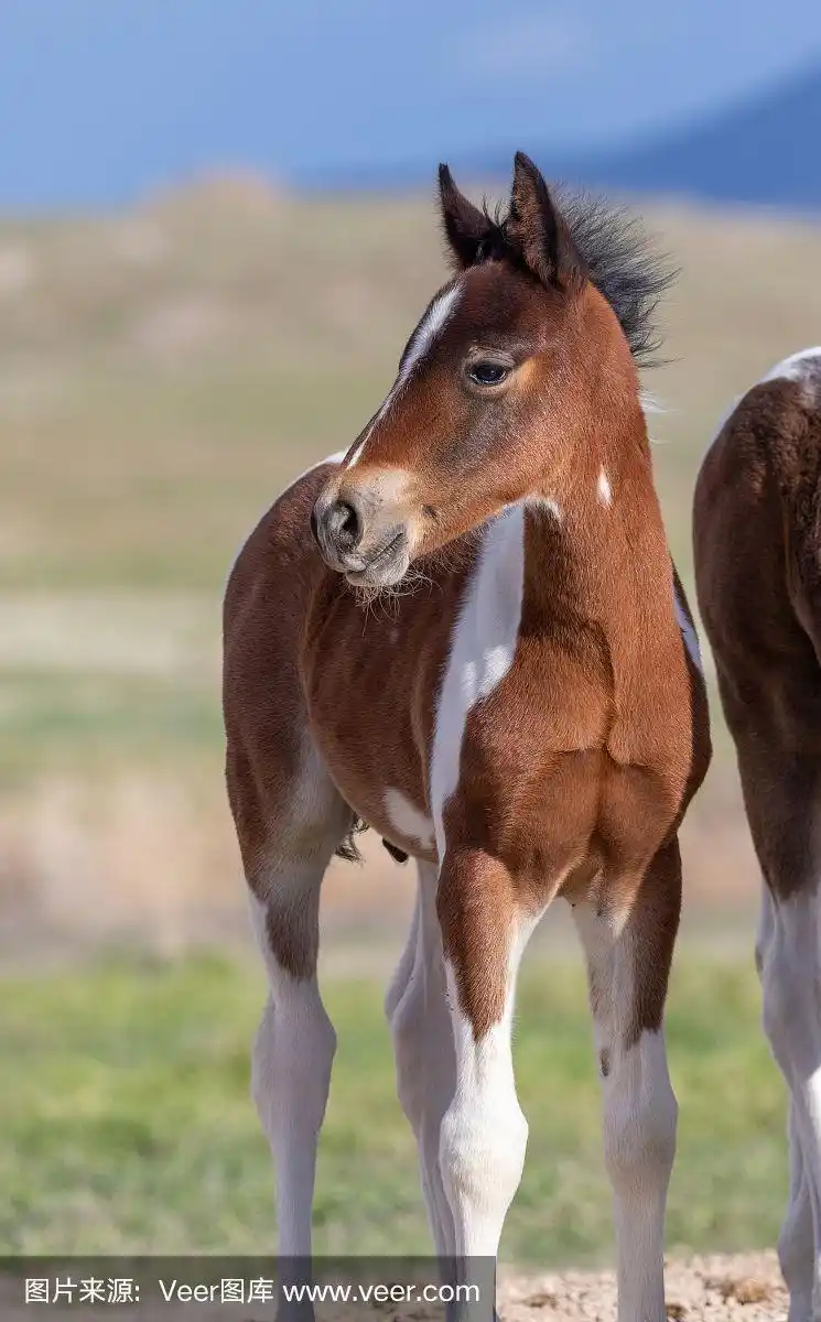 野外动物,春天,驹,马,可爱的