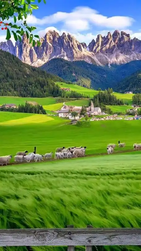 蓝天白云绿草如茵绵羊成群这样的大草原你向往吗