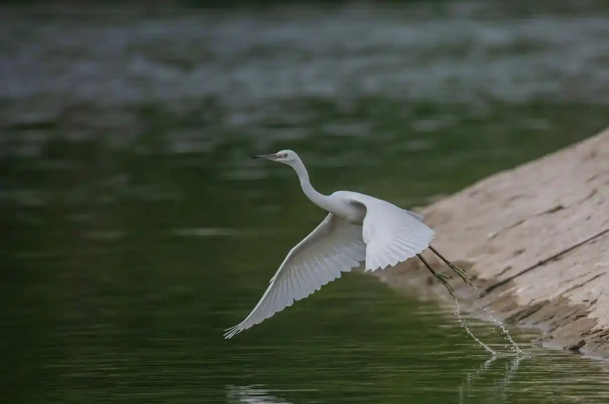 图文伙伴计划 飞翔的白鹭 古人云:西塞山前白鹭飞,桃花流水 - 抖音