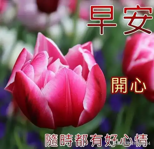 2023大家早上好祝福片 最新版早上好问候语片