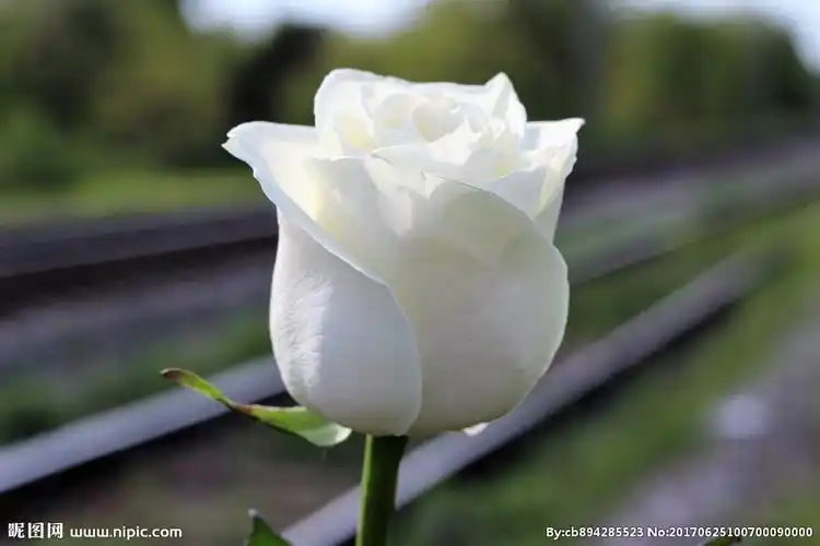 高清白玫瑰图片