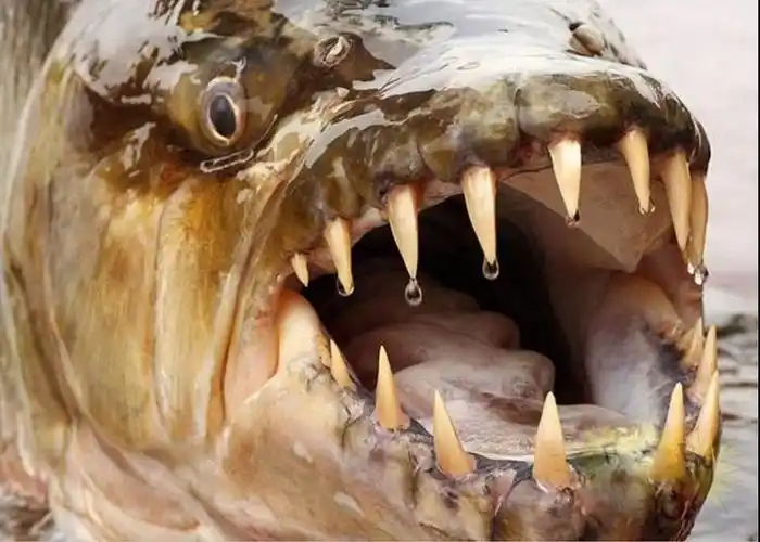 垂钓者捕到巨型非洲虎鱼