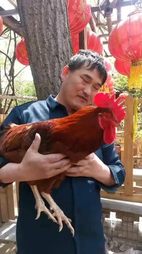 大衣哥养的大红公鸡太漂亮了大衣哥抱在怀里不舍的放下