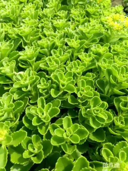 高度20厘米三七景天