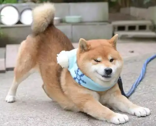 狗狗摇尾巴时究竟在想什么