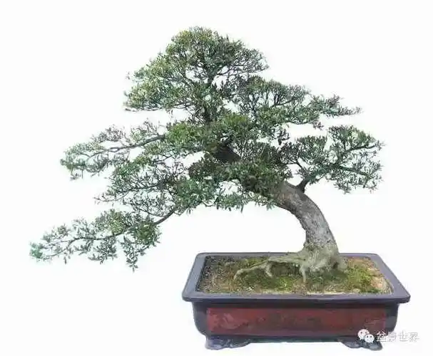 赤楠盆景的桩景艺术造型 3个方面