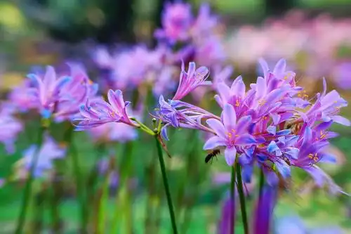 花开不见叶…彼岸花 - 美篇