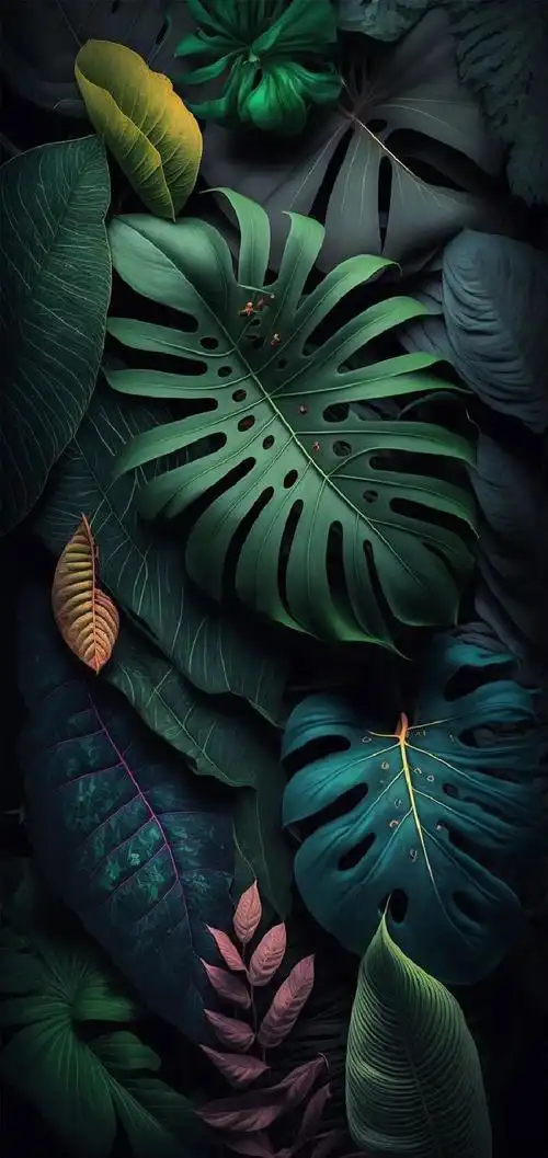 龟背竹 - 高清图片,堆糖,美图壁纸兴趣社区