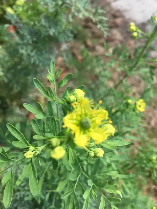 寻找春天:金花芸香草