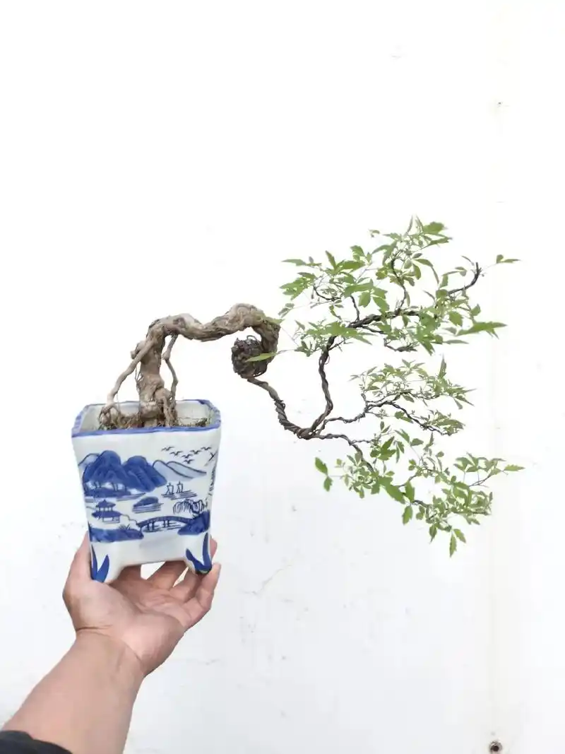 雪花叶黄荆山采小老树,盆龄五年.#盆景制作 #微盆景 - 抖音