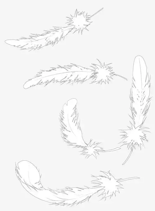 手绘羽毛图