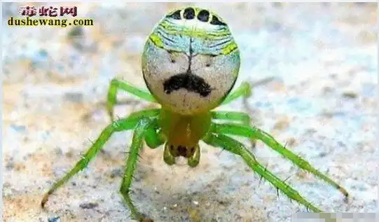 鬼脸蜘蛛图片鬼脸蜘蛛图片大全