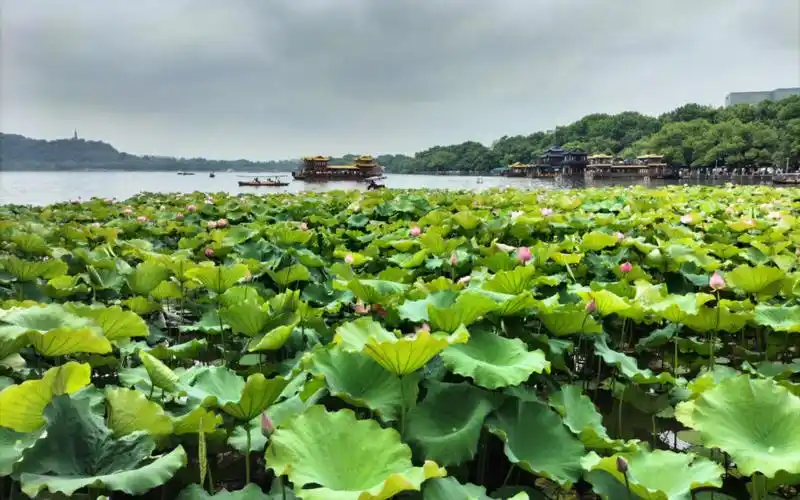 西湖美景 夏天了