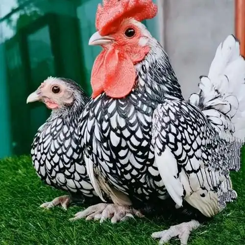 宠物鸡观赏罗门鸡元宝鸡网红波兰鸡 鸡苗 大体白色青年网红波兰鸡