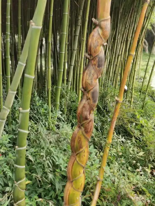 个园——中国四大名园之一